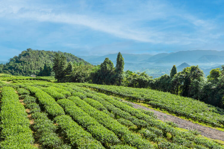 南投日月潭涵碧樓酒店 - 【季節限定】2023 茶韻之旅住房專案